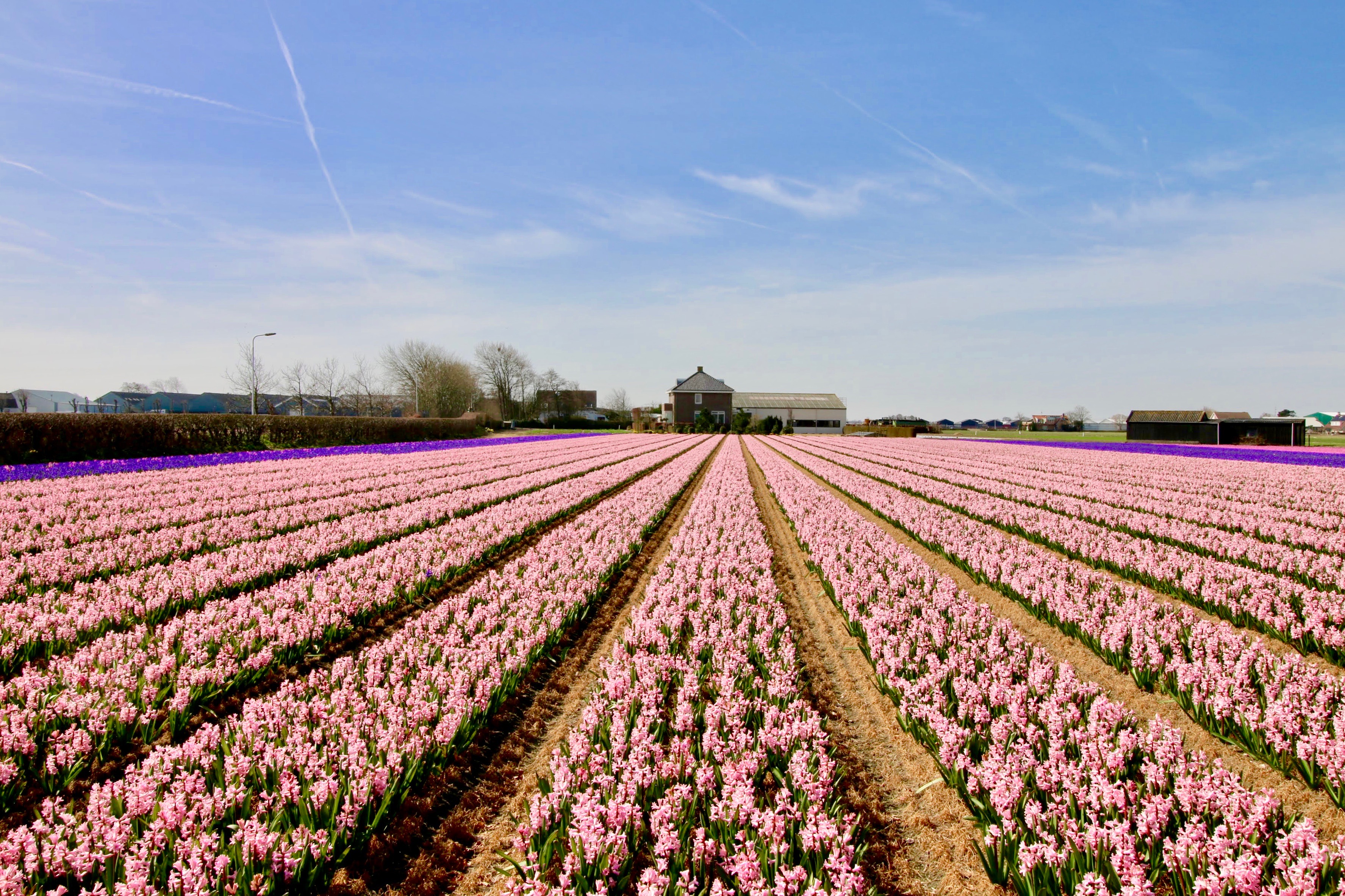 Dónde están los campos de tulipanes cerca de Amsterdam? Mi guía para que no  te los pierdas! - Blog de Amsterdam en bicicleta