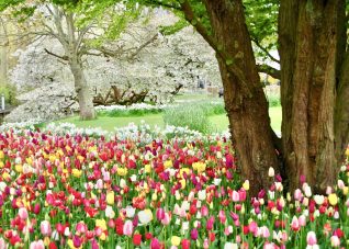 manto de tulipanes